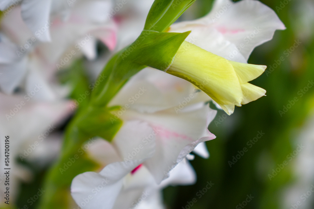 Obraz premium Budding White Hybrid Geranium Flower
