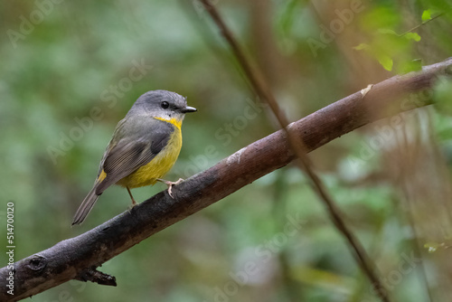 Eastern yellow robin (Eopsaltria australis) on a branch in the forest, Sydney, Australia.