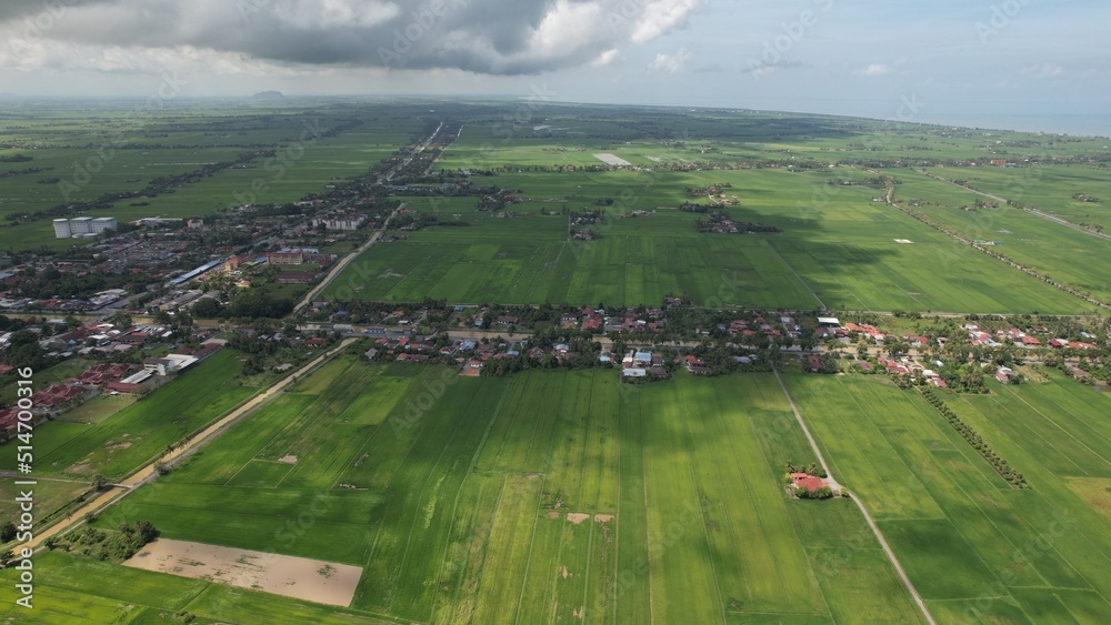 The Paddy Rice Fields of Kedah and Perlis, Malaysia