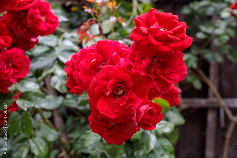 red roses in garden