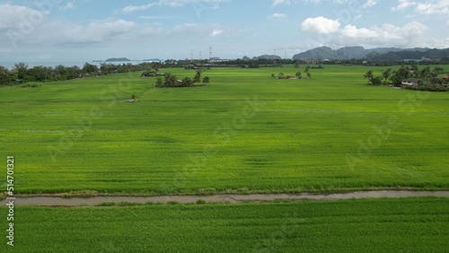 The Paddy Rice Fields of Kedah and Perlis  Malaysia