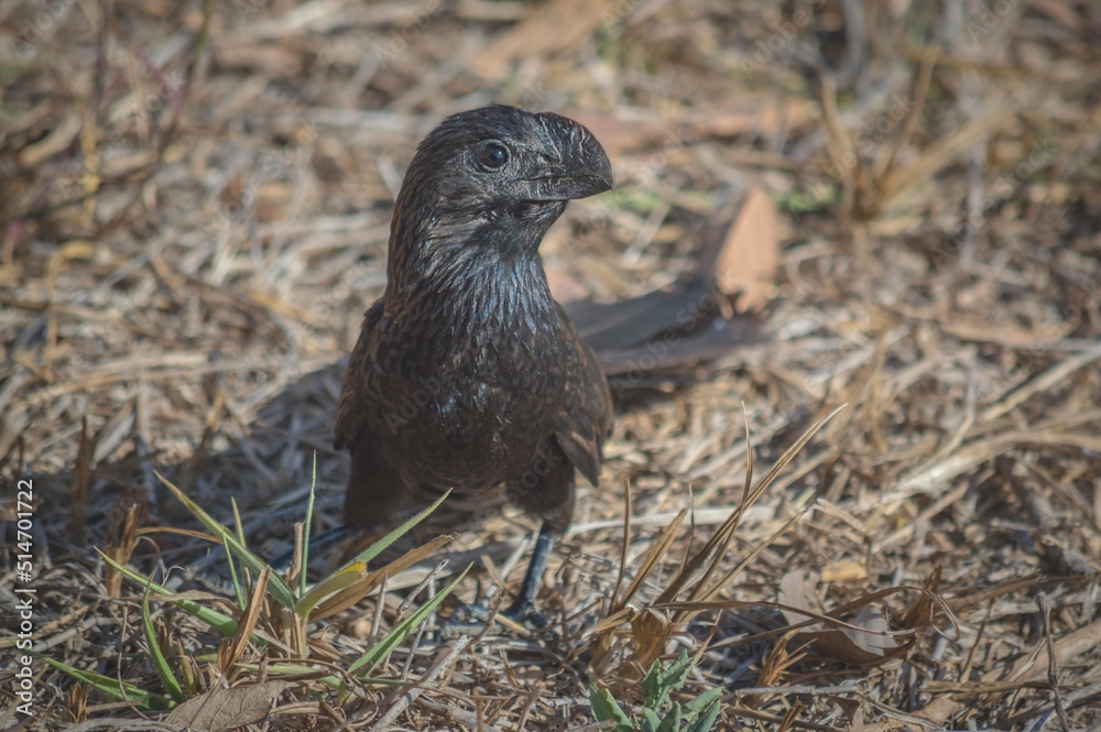 A black bird (Crotophaga ani) standing on dry grass A black bird (Crotophaga ani) standing on dry grass