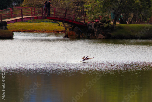 view of a park, with a bird landing on the shimmering waters of a peaceful lake, with a bridge in the background.