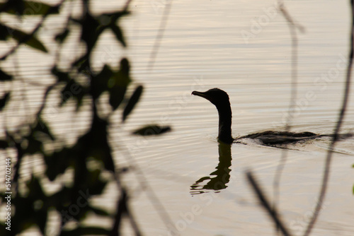 silhouette of a bird known as Neotropic Cormorant swimming in a peaceful lake, among the vegetation. photo