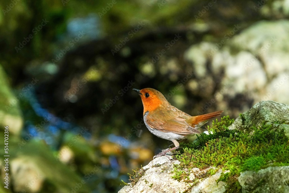 木漏れ日浴びながら苔むした岩の上でくつろぐコマドリ成鳥 オス