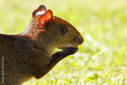 Foto Agouti - common agouti, cutia, Dasyprocta punctata - at Campo de Santana park, R