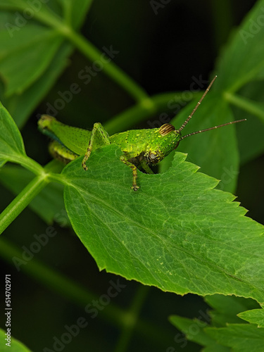 Closeup green grasshopper on a green leaf while eating the green leaf.