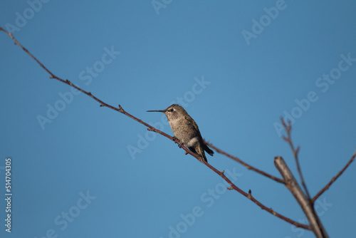 Hummingbird resting on a branch © srikanth