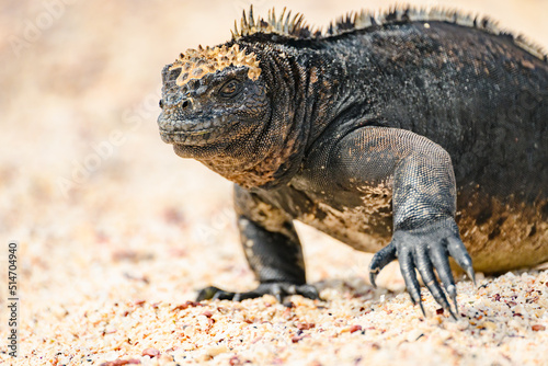 Marine iguana walking on beach  Gal  pagos