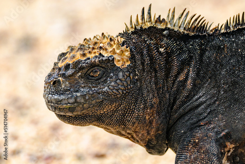 Marine iguana on beach headshot  Gal  pagos