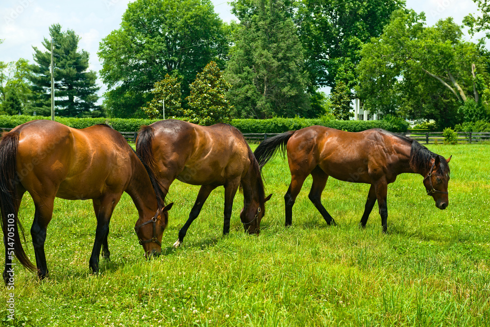 Three Horses grazing on a horse farm Three Horses grazing on a horse farm