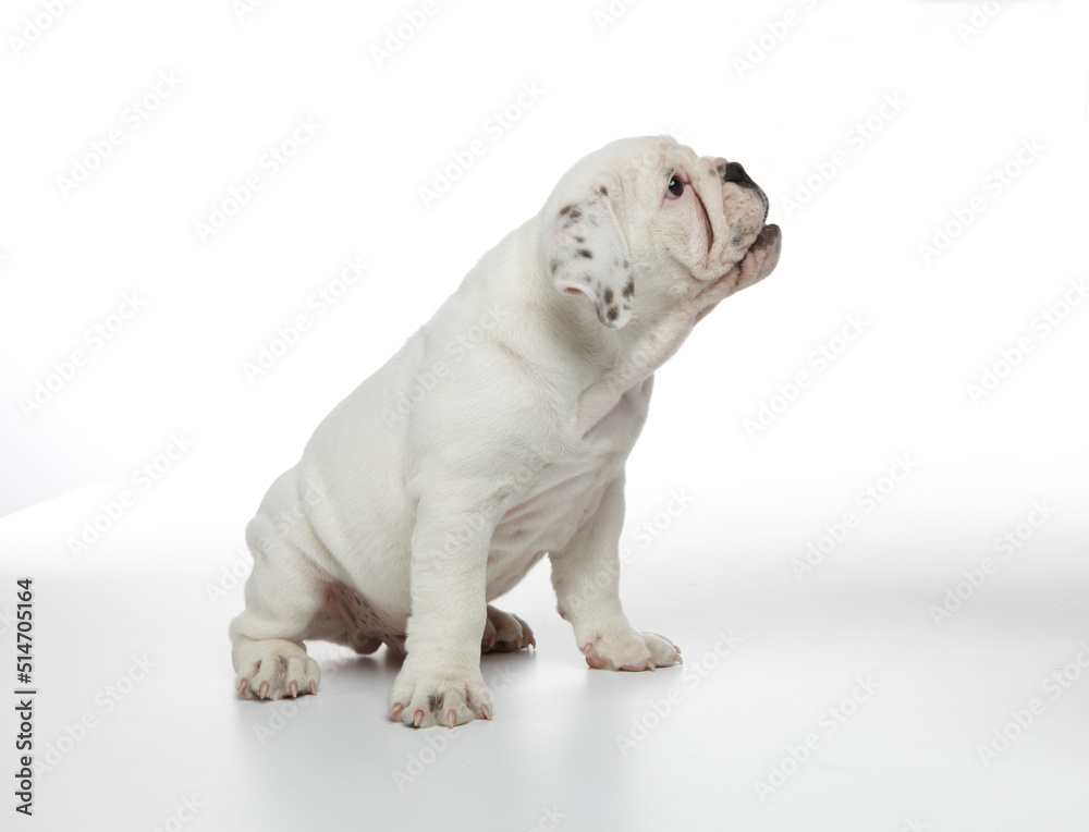 English Bulldog Puppy photographed on a white back ground English Bulldog Puppy photographed on a white back ground