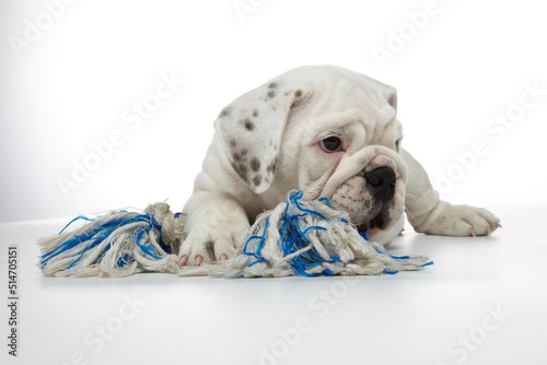 English Bulldog Puppy photographed on a white back ground