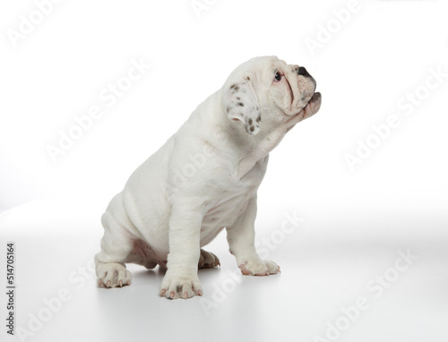 English Bulldog Puppy photographed on a white back ground