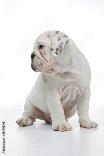 English Bulldog Puppy photographed on a white back ground