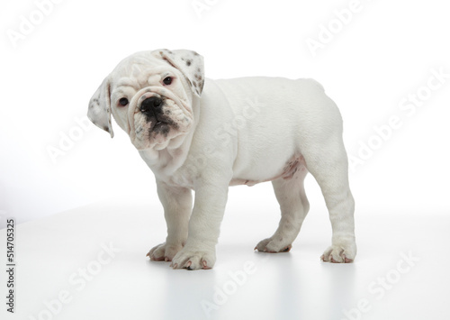 English Bulldog Puppy photographed on a white back ground