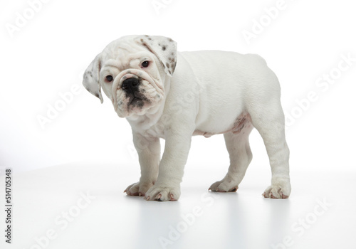 English Bulldog Puppy photographed on a white back ground