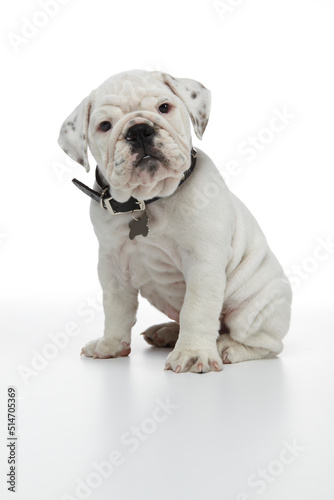 English Bulldog Puppy photographed on a white back ground