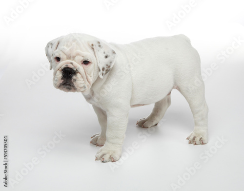 English Bulldog Puppy photographed on a white back ground