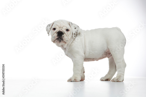 English Bulldog Puppy photographed on a white back ground