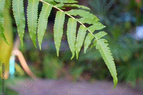 Green fern leaf on blurred nature background