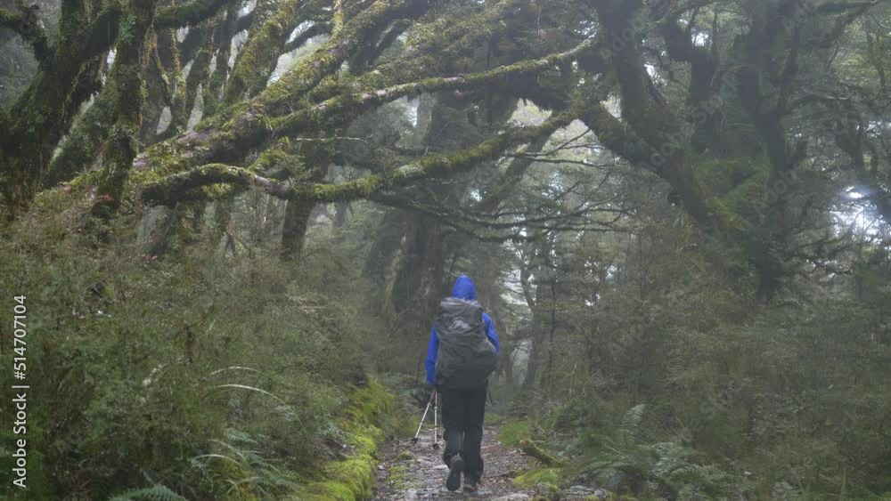 Slider, hiker walks through misty Fiordland forest, Routeburn Track New Zealand Slider, hiker walks through misty Fiordland forest, Routeburn Track New Zealand