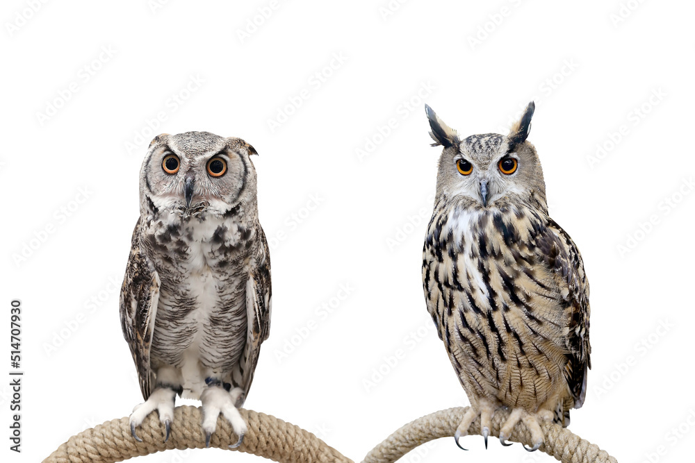 Owl isolated on white background whit clipping path. Owl isolated on white background whit clipping path.