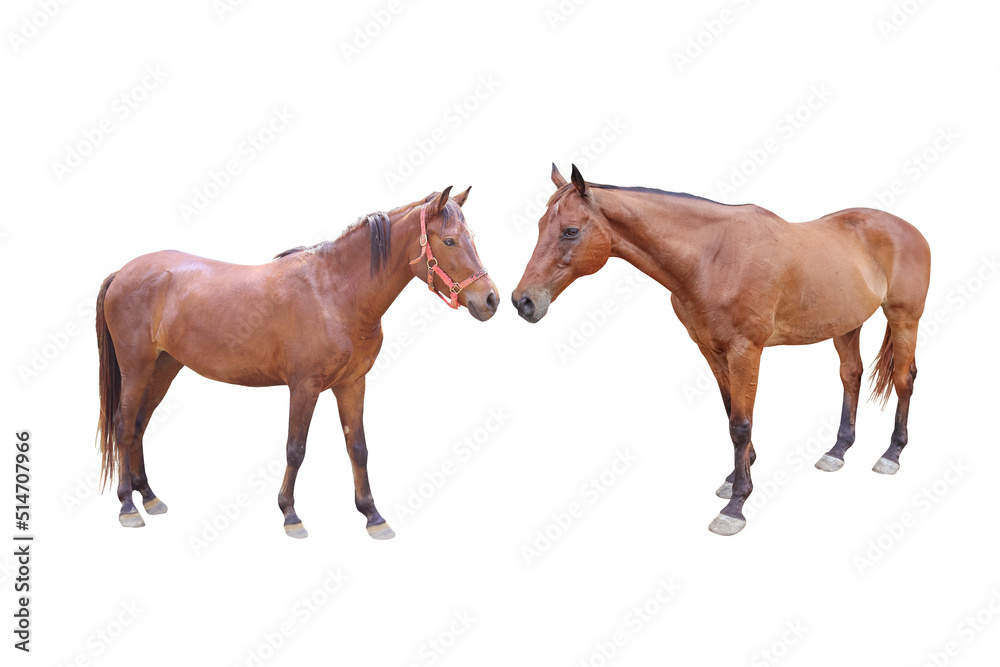 Obraz premium Brown Horse stands or two horse isolated on a white background with clipping path include for design usage purpose.