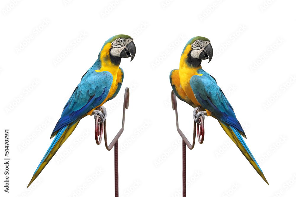 Male blue and yellow macaw parrot isolated on white background