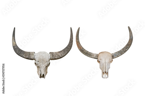 Head skull buffalo carabao isolated on white background with clipping path