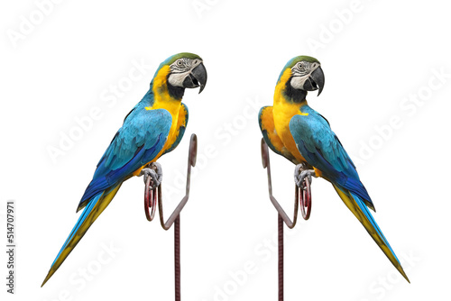 Male blue and yellow macaw parrot isolated on white background