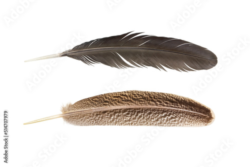 Feather of turkey and chicken feather  isolated on a white background