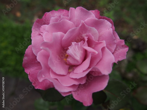 ピンク色のバラの花「エンジェル・フェイス」一輪