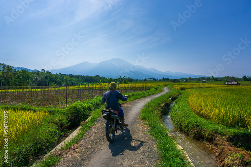 Indonesian natural scenery in the rice fields of a small village with farmers riding motorbikes