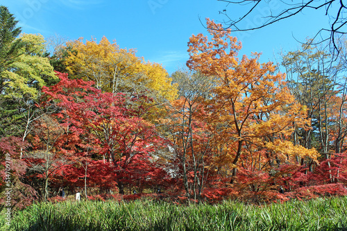 雲場池の紅葉 軽井沢