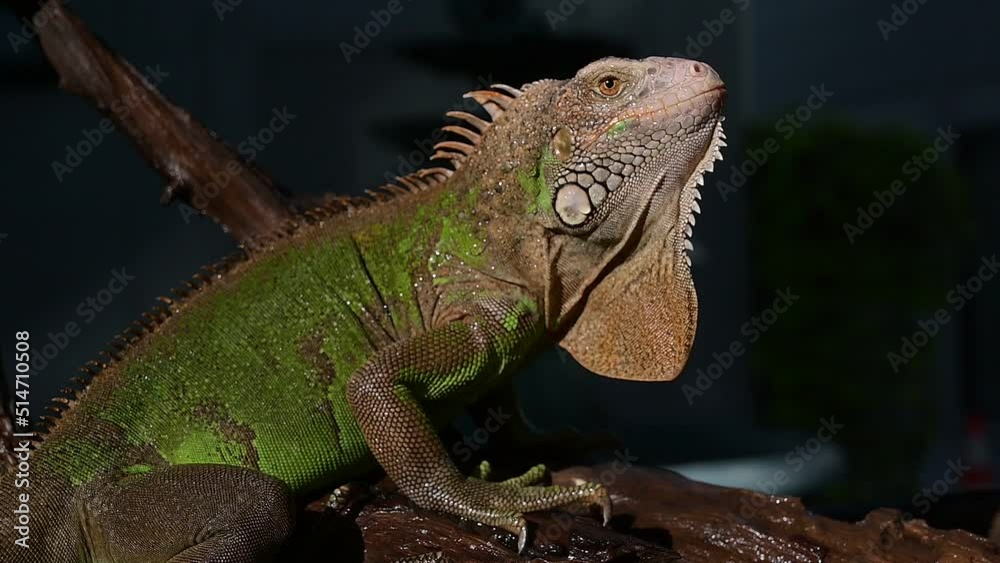 lizard, animal, green lizard with blur background
lizard, animal, green lizard with blur background