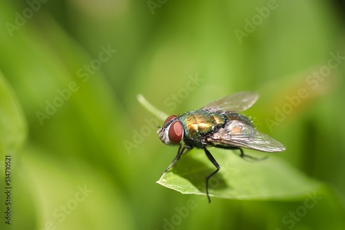fly on a green leaf © Rodrigo