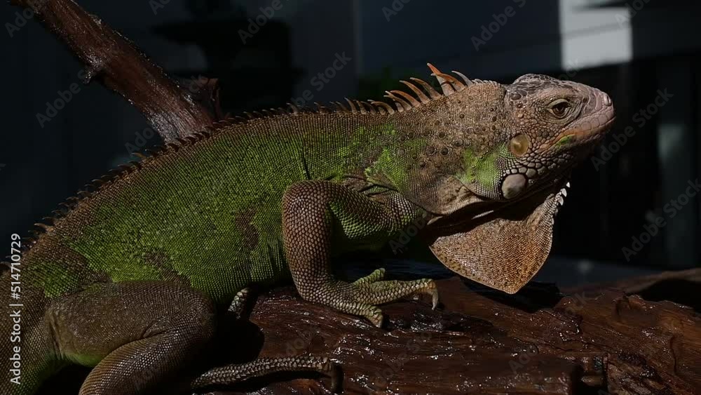 lizard, animal, green lizard with blur background
lizard, animal, green lizard with blur background