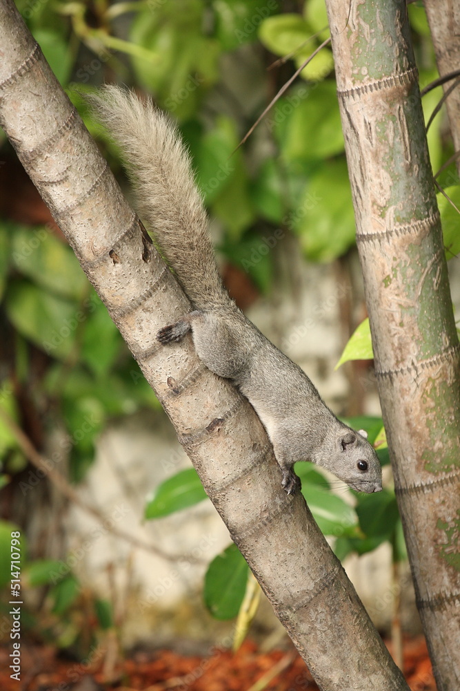 Gray squirrel with fluffy tail perched on a cream-colored betel nut prepare to jump Gray squirrel with fluffy tail perched on a cream-colored betel nut prepare to jump