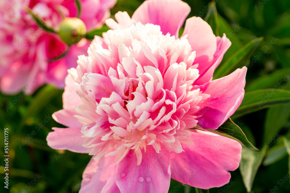 Fototapeta premium Pink peonies in the summer garden