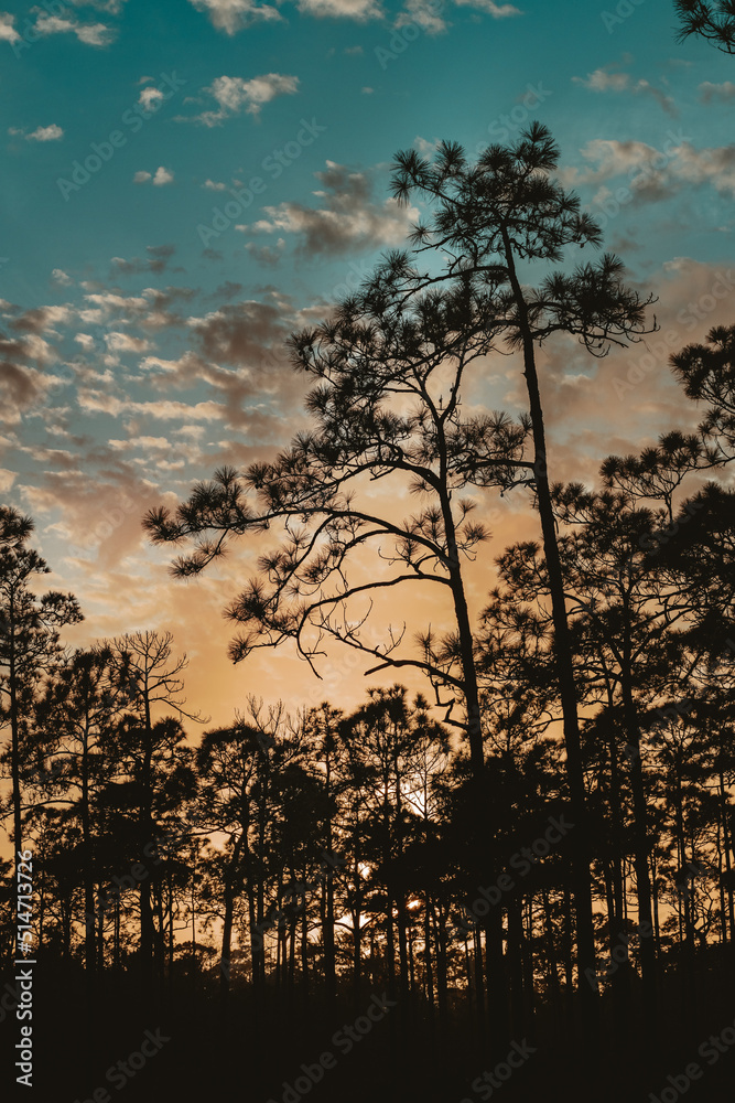 Sunset over a pine tree forest in Florida