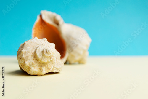 Beautiful rapana shell on the sandy beach. Summer vacation background