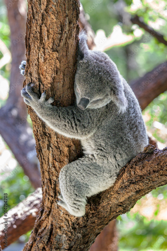 Obraz premium Close-up of a sleepy Koala (Phascolarctos cinereus) sitting on a tree fork and hugging the tree trunk . Koalas are native Australian marsupials.