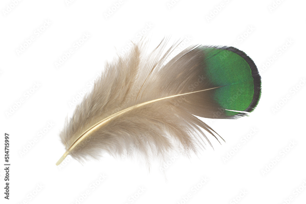 Obraz premium Beautiful green parrot lovebird feather isolated on white background