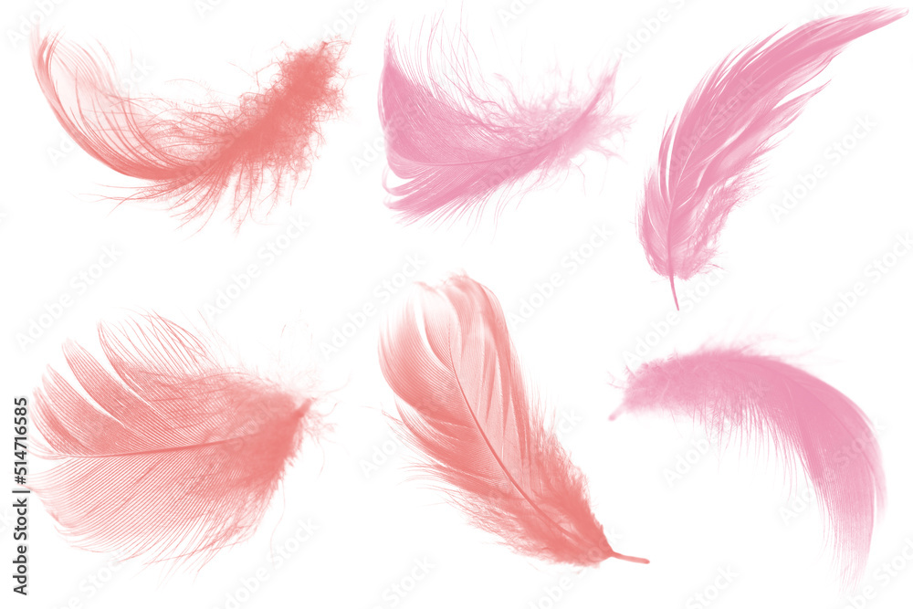 pink feather isolated on white background pink feather isolated on white background