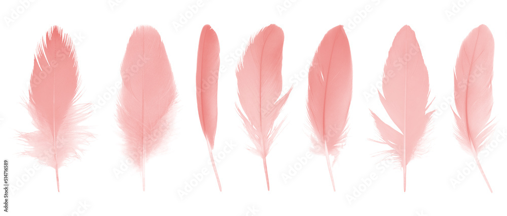 Beautiful collection light pink feathers isolated on white background. Beautiful collection light pink feathers isolated on white background.
