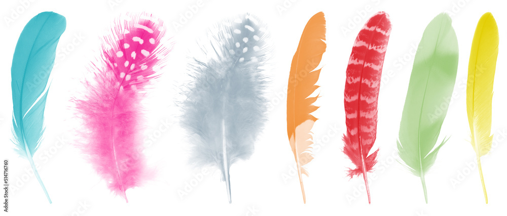 Colorful collection feathers isolated on white background Stock Photo ...