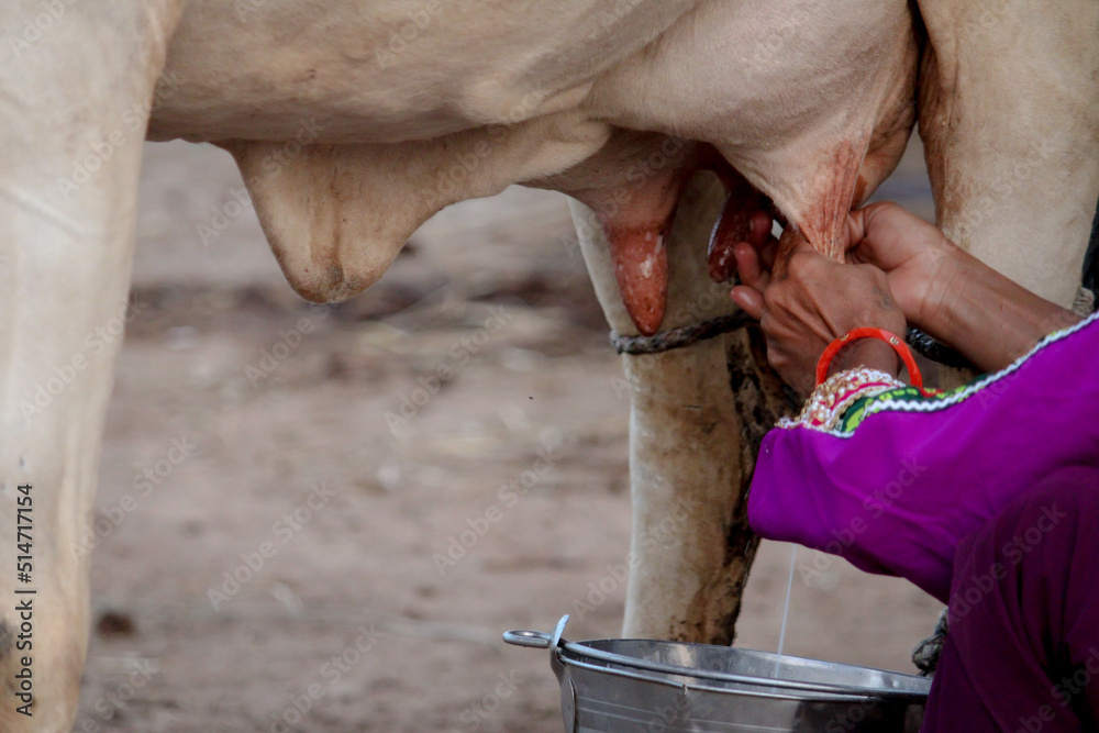 Φωτογραφία Indian woman milking from cow udders in a bucket in traditional look,milking cow, selective focus,worker milks cows at farm
