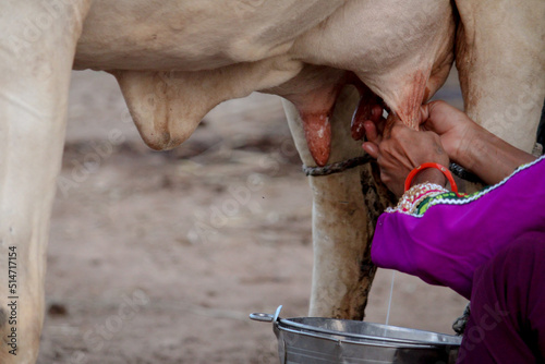 Indian woman milking from cow udders in a bucket in traditional look,milking cow, selective focus,worker milks cows at farm.
