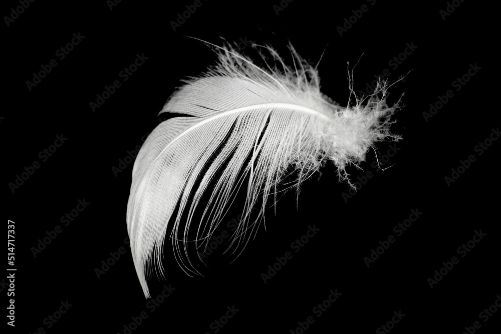 Obraz premium white feather isolated on black background